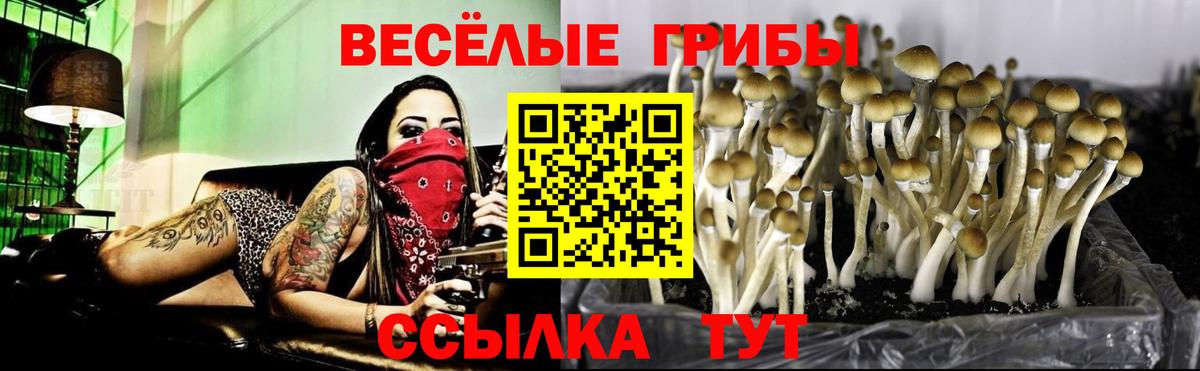 Галлюциногенные грибы Psilocybe  Вход с VPN  Красноуфимск 